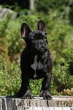 BOULEDOGUE FRANCAIS 068